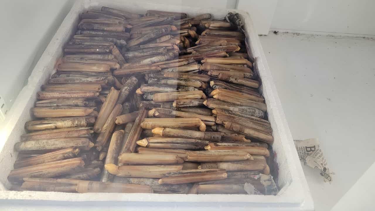 Canlı Sülünez Ne Zaman Daha Etkilidir?