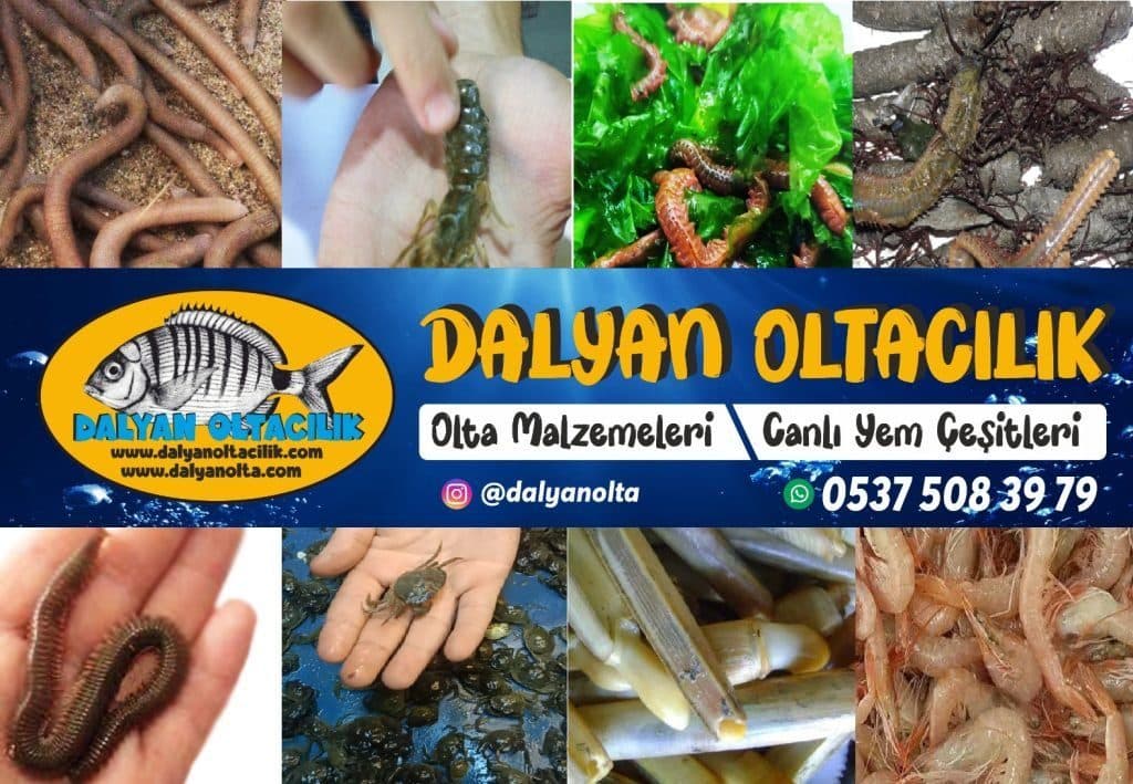 Yüksek Av Verimi için Doğal Kokular