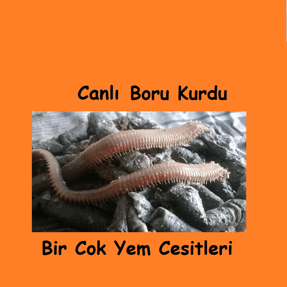 Canlı Boru Kurdu Sipariş: Aynı Gün Kargo Taze Yem Fırsatı